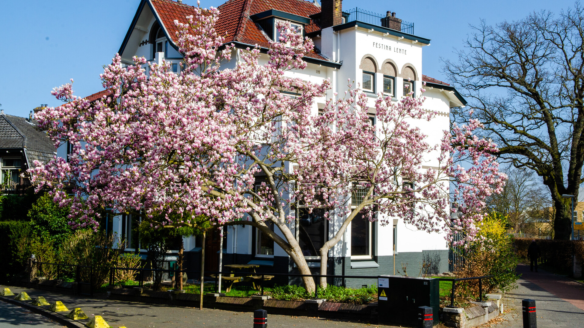 magnoliaboom