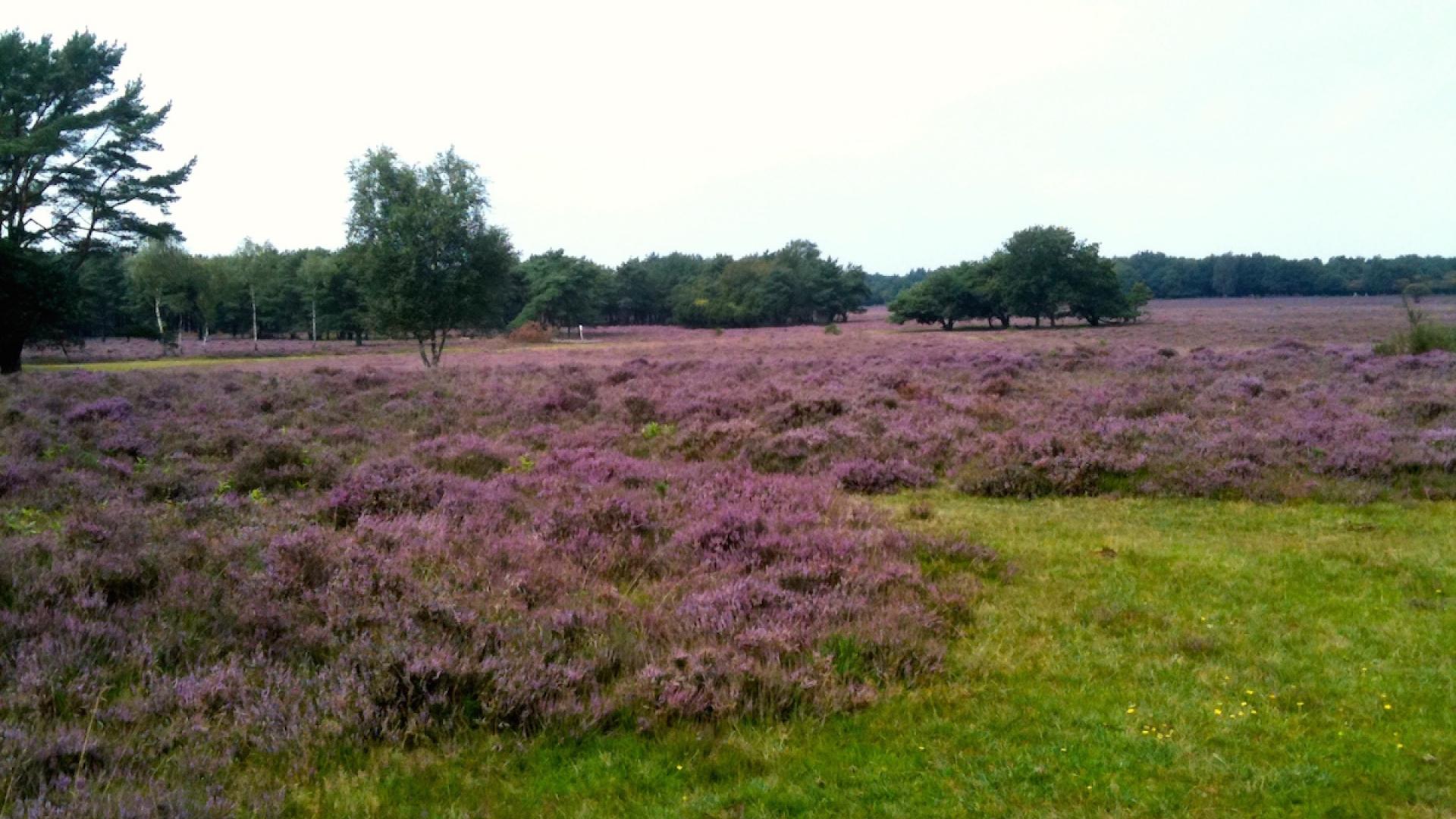 Groen Gooi en Vechtstreek